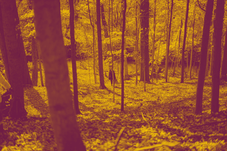 A yellow-red duotone image of Cootes Paradise